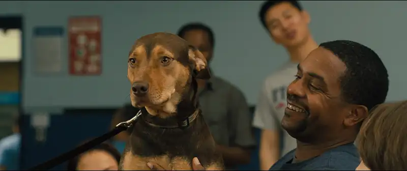 A Dog’s Way Home Screenshot 2