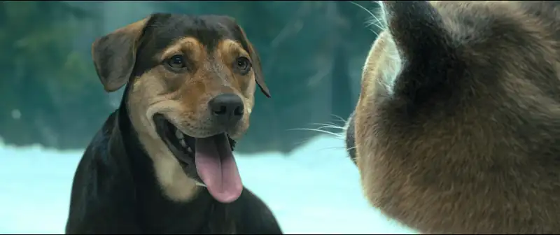 A Dog’s Way Home Screenshot 4