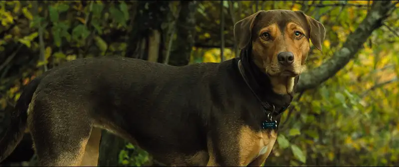 A Dog’s Way Home Screenshot 3