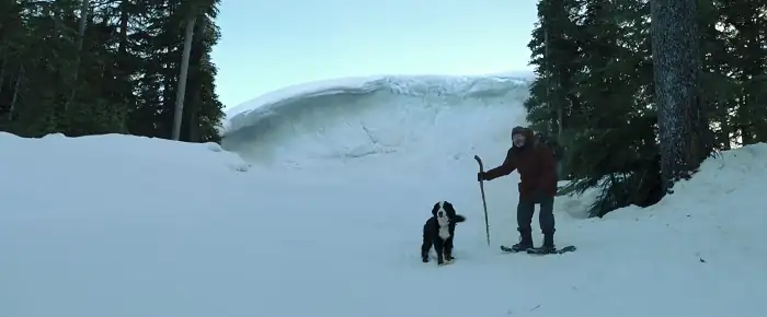 A Dogs Way Home Screenshot 3 A Dogs Way Home Screenshot 3