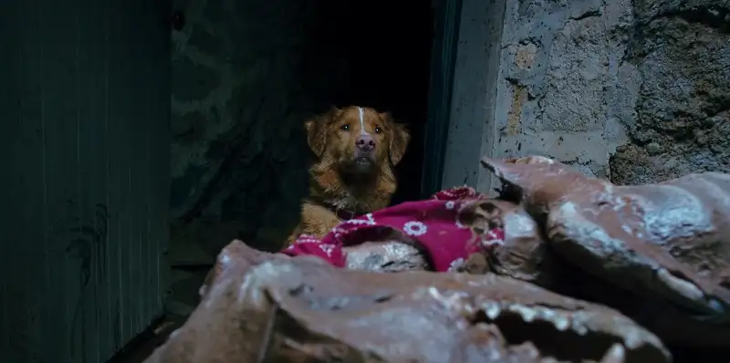 Good Boy Screenshot 1