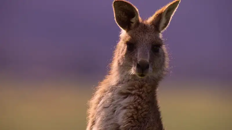 Kangaroo Valley Screenshot 6