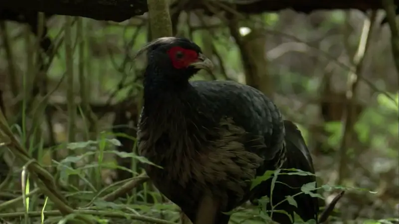 South Pacific Screenshot 3