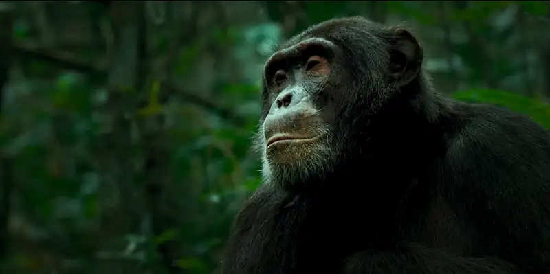 Chimp Empire Screenshot 4