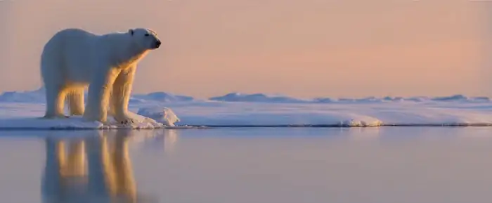 Polar Bear Screenshot 3