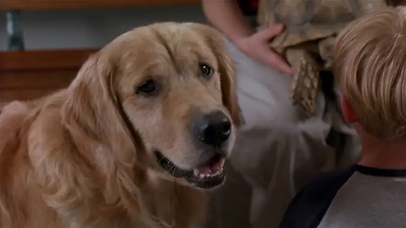 Air Bud – Spikes Back Screenshot 3