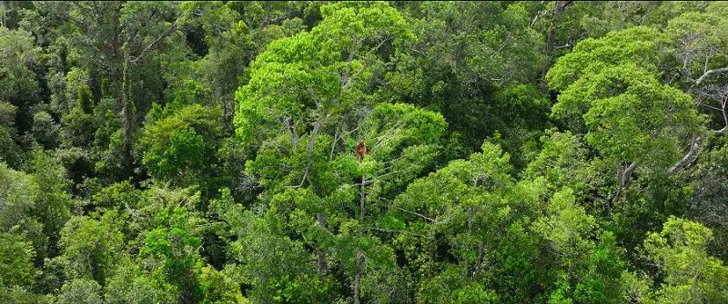 Secret Lives of Orangutans Screenshot 4
