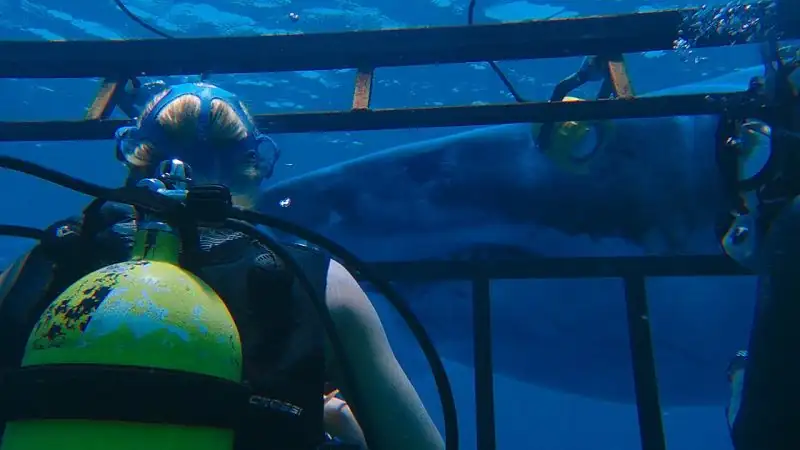 47 Meters Down Screenshot 1 47 Meters Down Screenshot 1