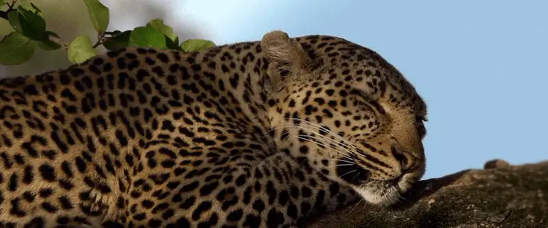 Endangered Species Screenshot 2
