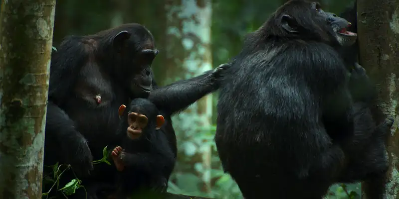 Chimp Empire Screenshot 3