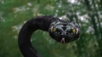 Anaconda 3: Offspring Screenshot 2