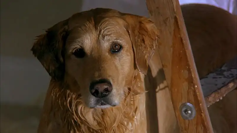 Air Bud Screenshot 3