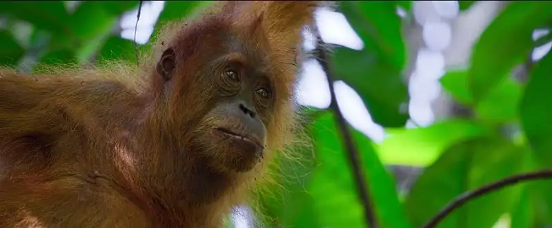 Secret Lives of Orangutans Screenshot 2