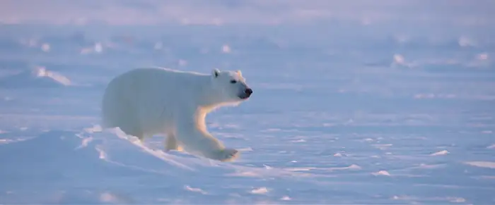 Polar Bear Screenshot 1