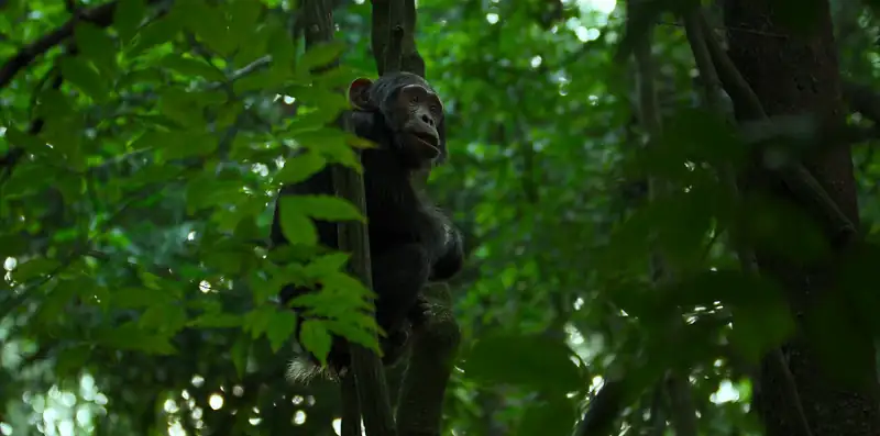 Chimp Empire Screenshot 2
