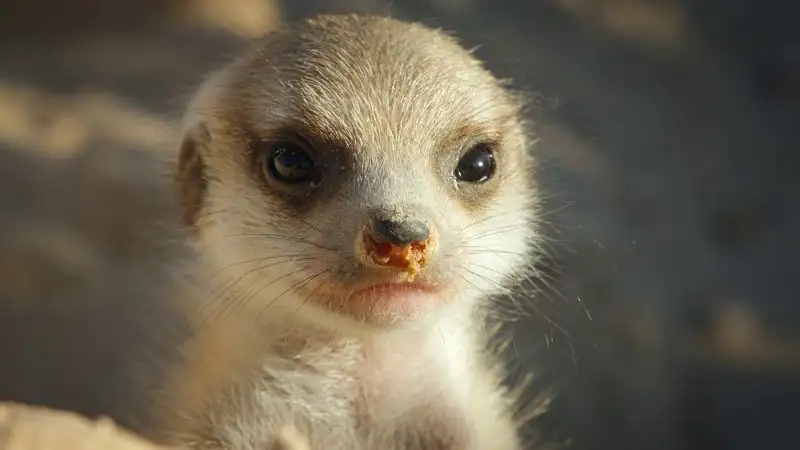Secret World of Sound with David Attenborough Screenshot 2