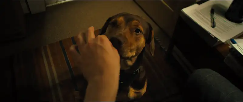 A Dog’s Way Home Screenshot 1