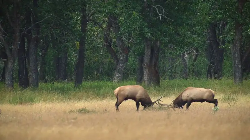 Secret World of Sound with David Attenborough Screenshot 4