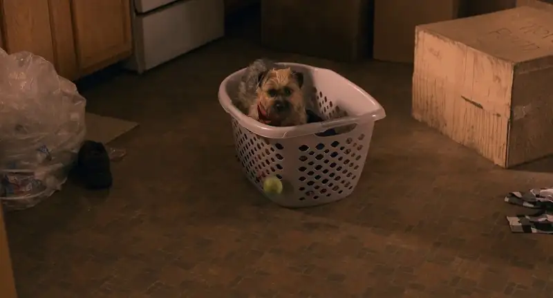 Strays Screenshot 3