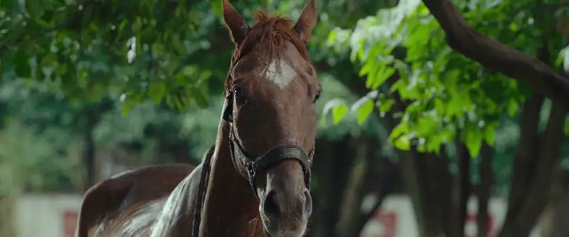 Ride On Screenshot 5