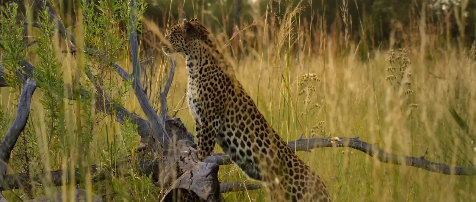 Living with Leopards Screenshot 2