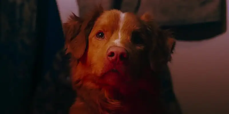 Good Boy Screenshot 2