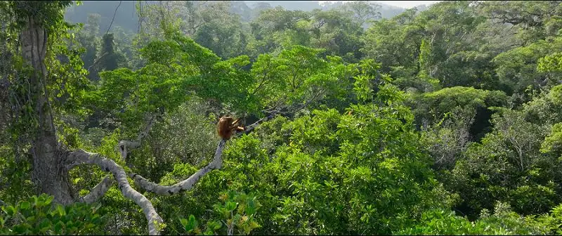 Secret Lives of Orangutans Screenshot 1
