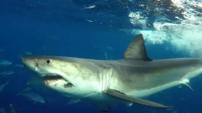 Shark Beach with Chris Hemsworth Screenshot 3