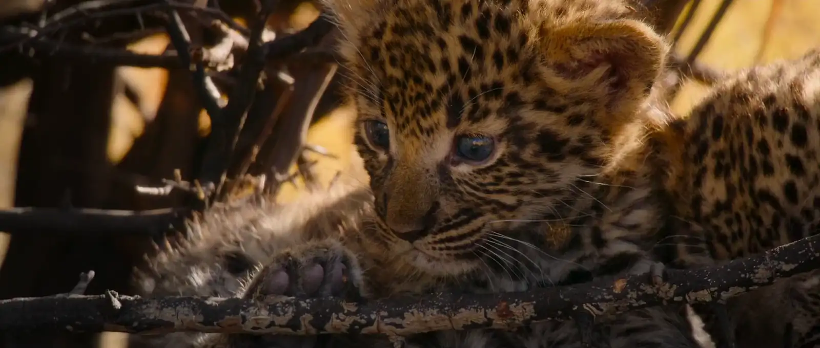 Living with Leopards Screenshot 1