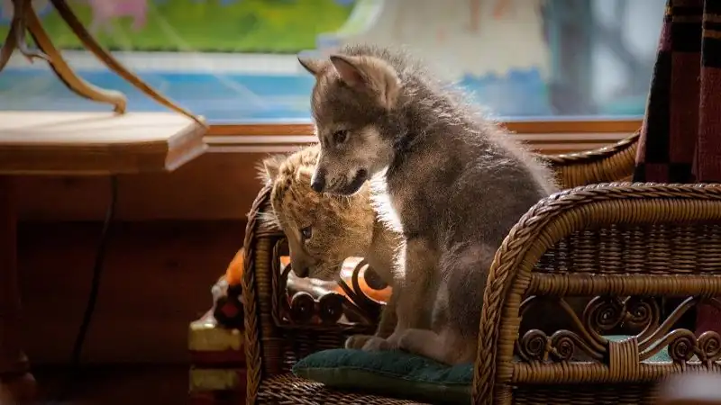 The Wolf and the Lion Screenshot 4
