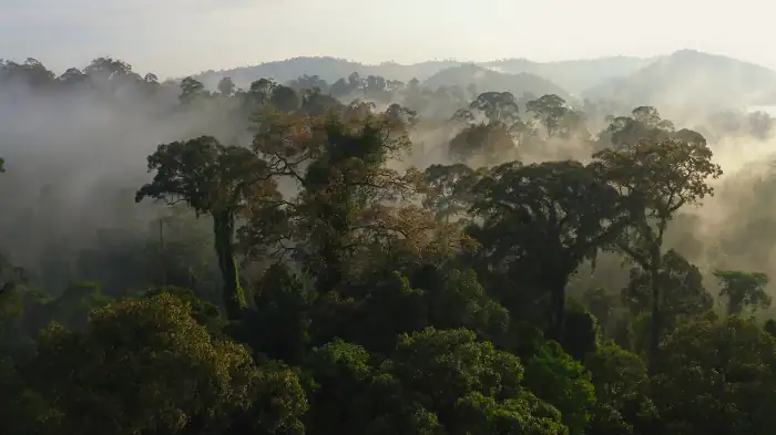 The Green Planet Screenshot 2