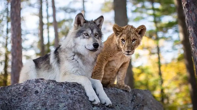 The Wolf and the Lion Screenshot 2