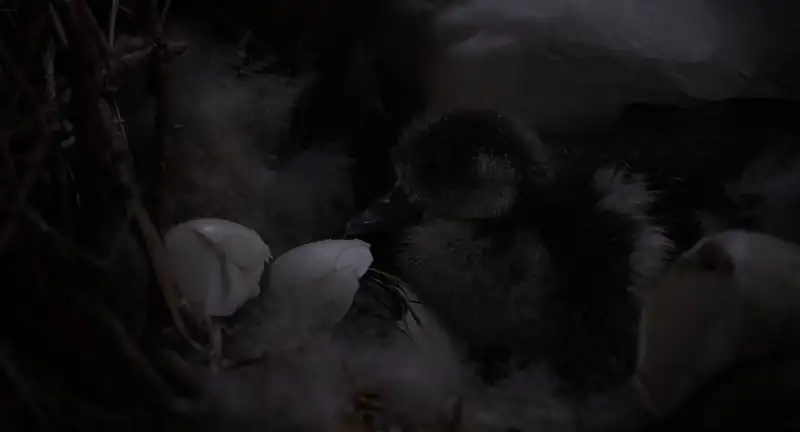 The Elephant Queen Screenshot 1 The Elephant Queen Screenshot 1