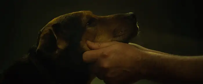 A Dogs Way Home Screenshot 2 A Dogs Way Home Screenshot 2