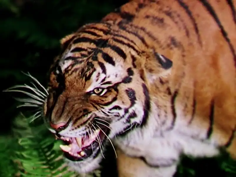 Jungle Book Screenshot 1