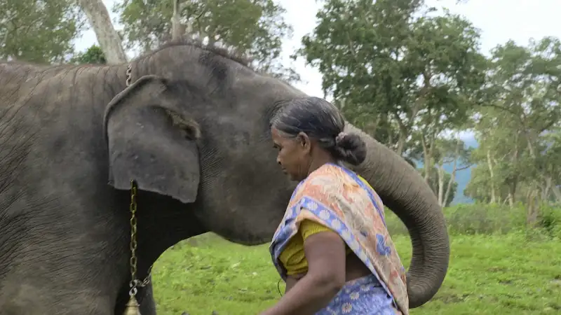 The Elephant Whisperers Screenshot 2