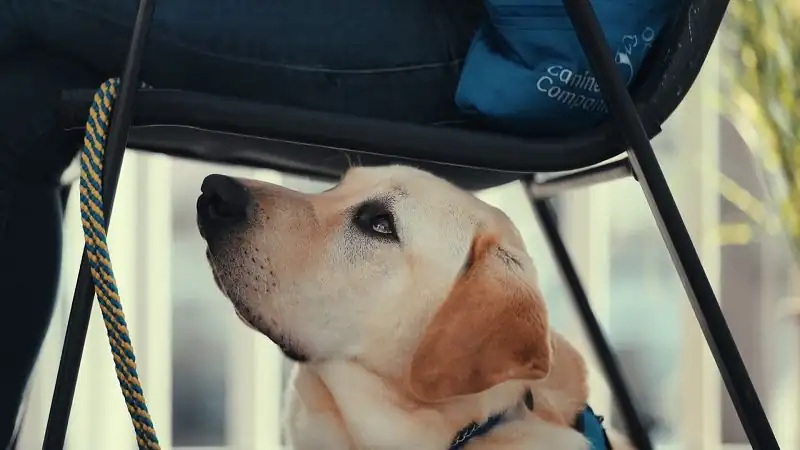 Inside The Mind Of A Dog Screenshot 2
