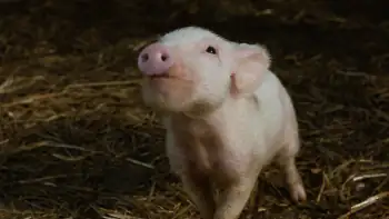 Charlottes Web Screenshot 2