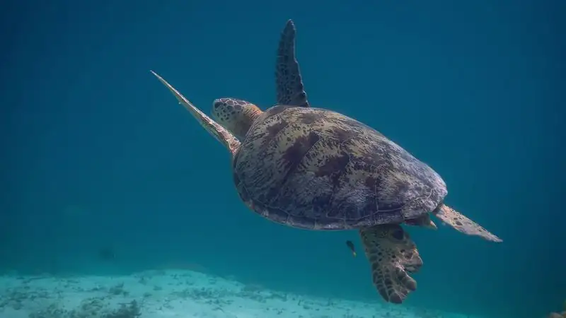 Secret World of Sound with David Attenborough Screenshot 1