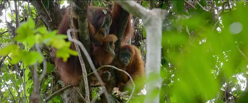 Secret Lives of Orangutans Screenshot 3