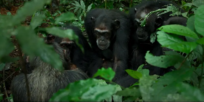 Chimp Empire Screenshot 1