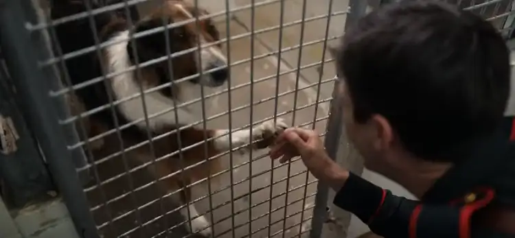 Rescued by Ruby – 🐕‍🦺हमारी रक्षक रूबी Screenshot 2