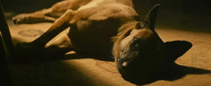 Dog Screenshot 5