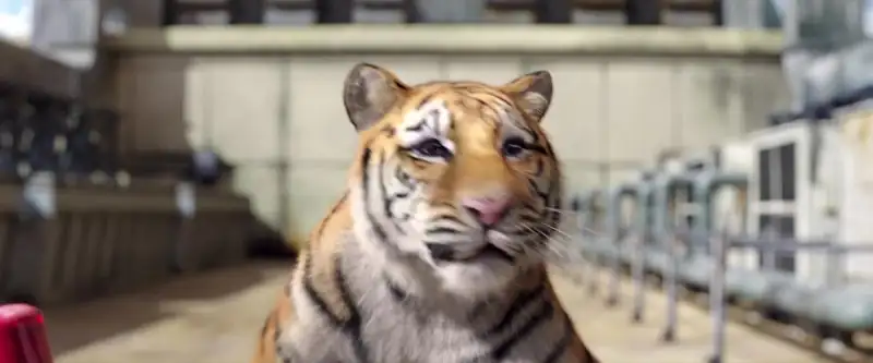 Tiger Robbers Screenshot 3
