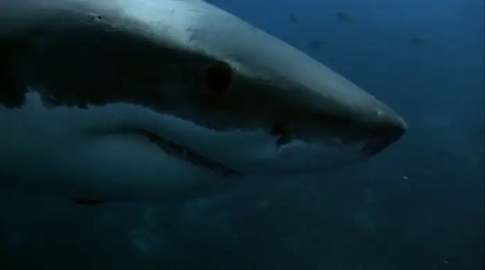 Shark Attack 2 Screenshot 1 Shark Attack 2 Screenshot 1
