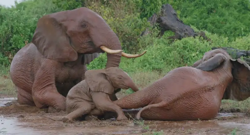 The Elephant Queen Screenshot 5 The Elephant Queen Screenshot 5