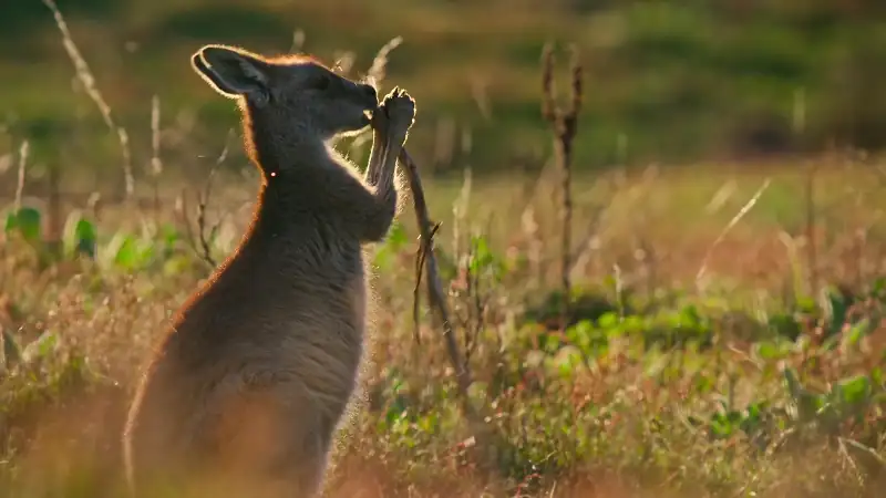 Kangaroo Valley Screenshot 2