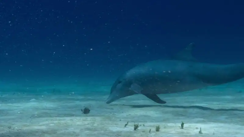 Secret World of Sound with David Attenborough Screenshot 3